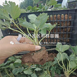 哪里有卖雪蜜草莓苗的、雪蜜草莓苗多少钱一棵图片3