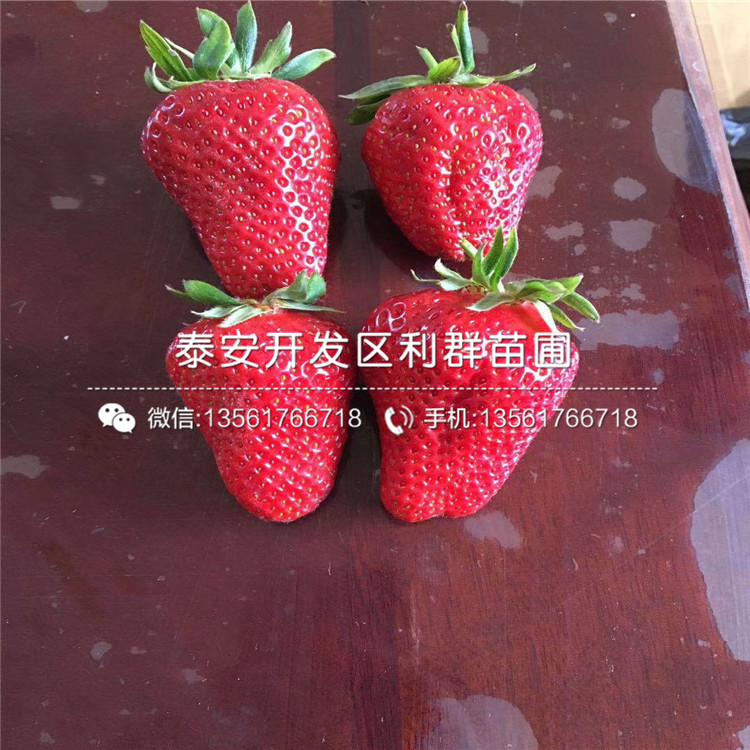 大棚草莓苗销售价格、大棚草莓苗多少钱一棵