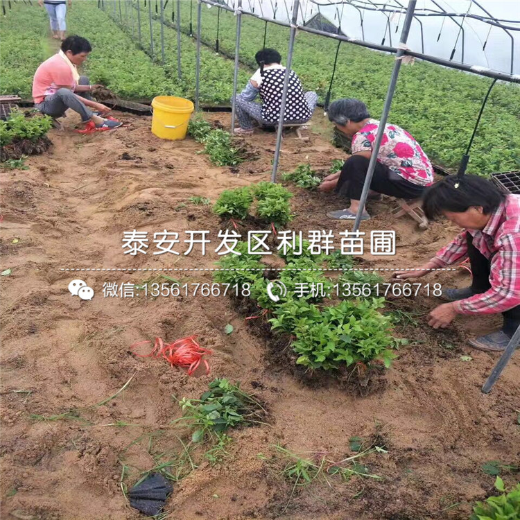 山東吉塞拉7號(hào)、山東吉塞拉7號(hào)出售價(jià)格