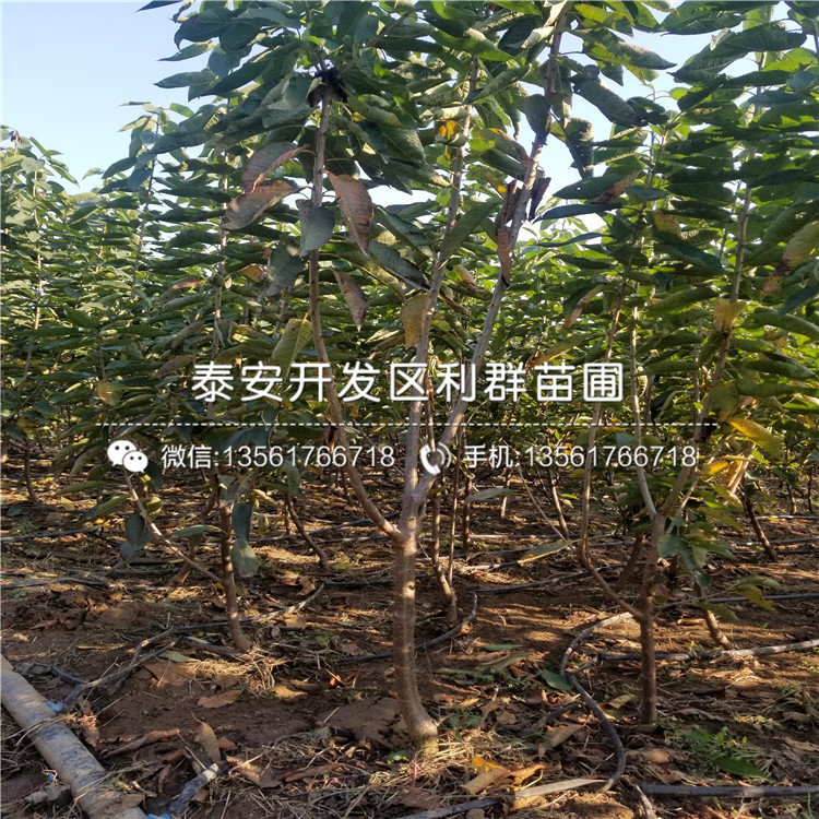 蘭丁2號(hào)、蘭丁2號(hào)多少錢
