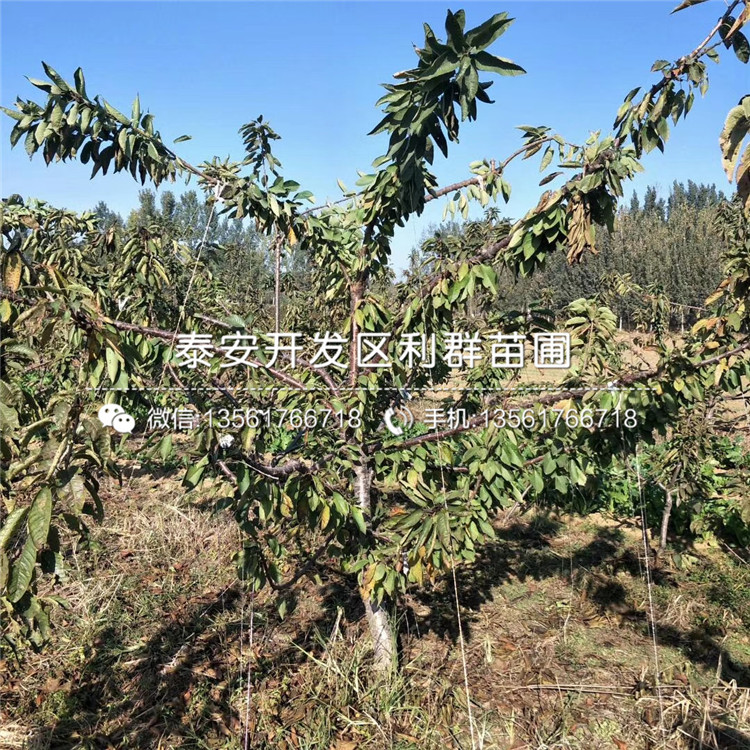吉塞拉7號(hào)多少錢、吉塞拉7號(hào)多少錢一棵