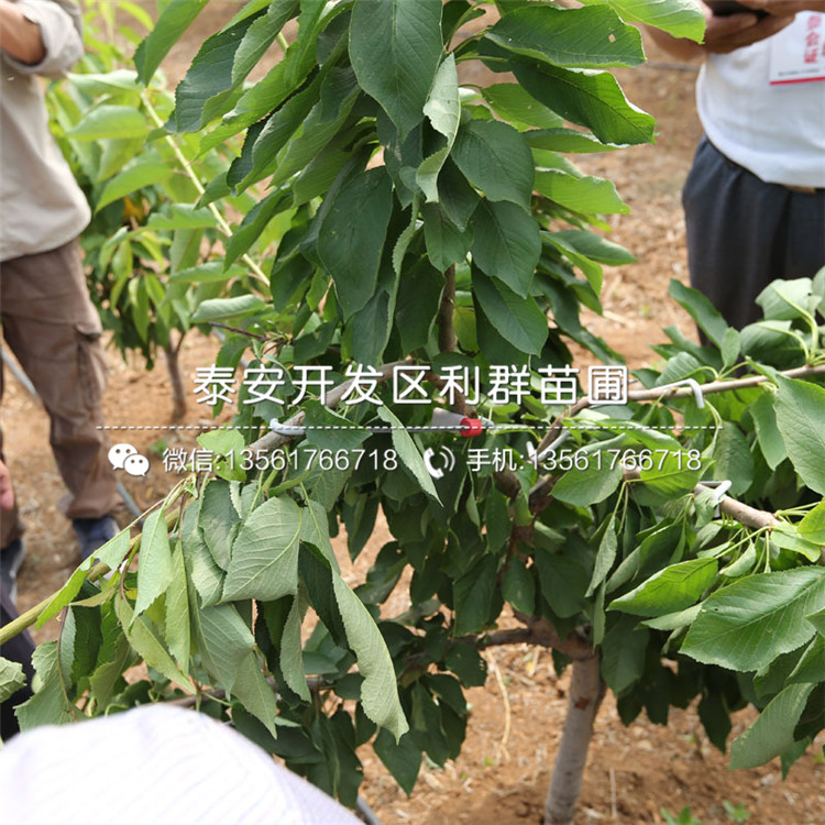 蘭丁2號(hào)出售