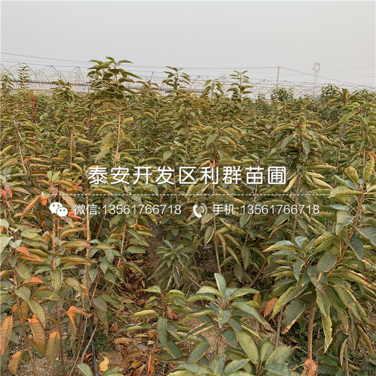 吉塞拉5號、吉塞拉5號出售基地