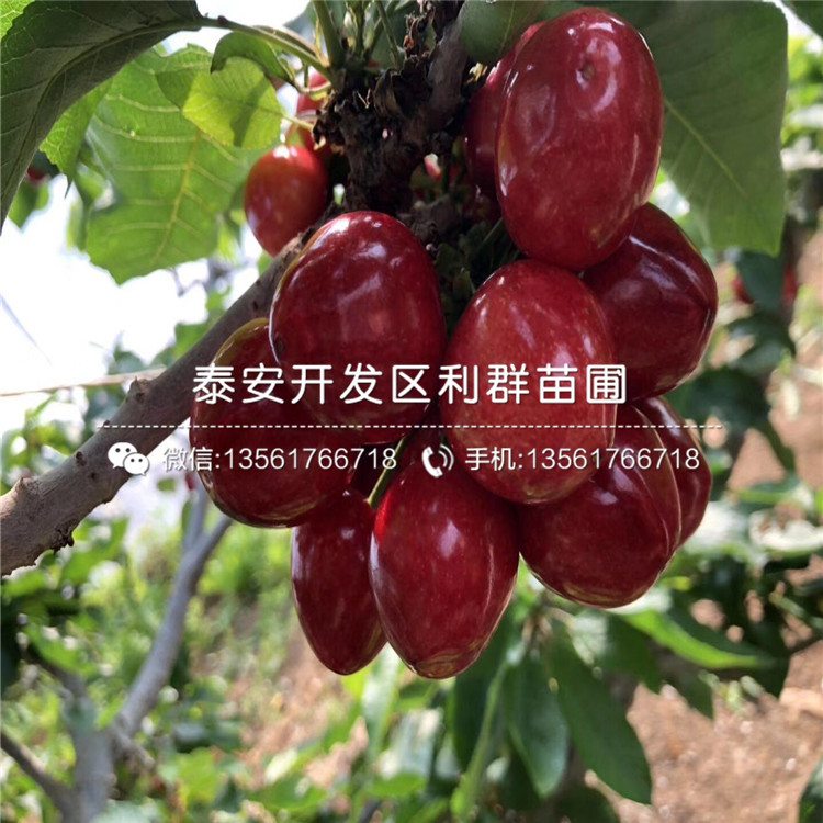 吉塞拉7號、吉塞拉7號批發(fā)基地