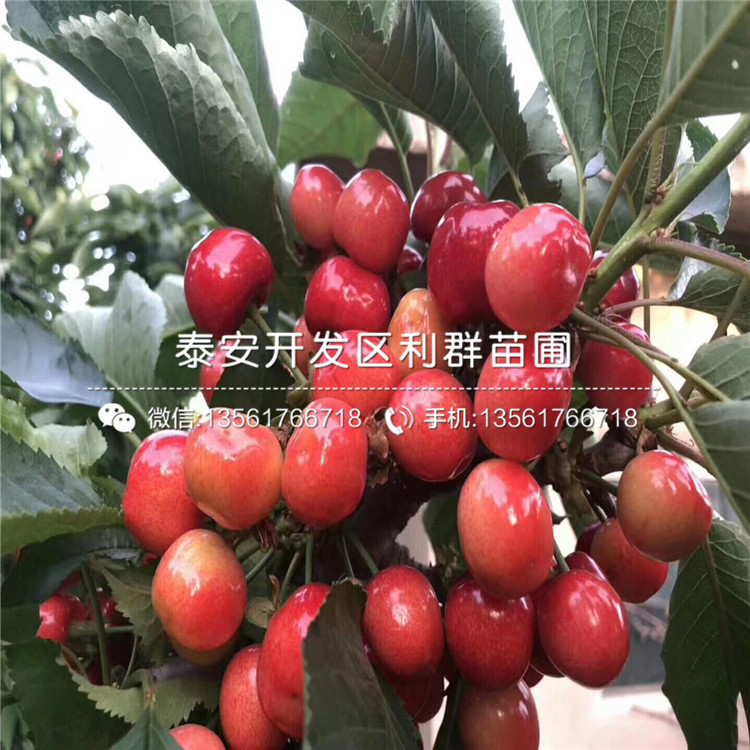 新品種吉塞拉12號、新品種吉塞拉12號價格