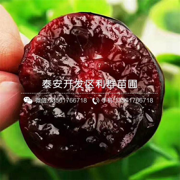 吉塞拉7號(hào)批發(fā)、吉塞拉7號(hào)基地