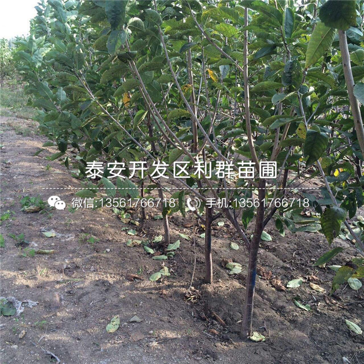 吉塞拉5號、吉塞拉5號出售基地