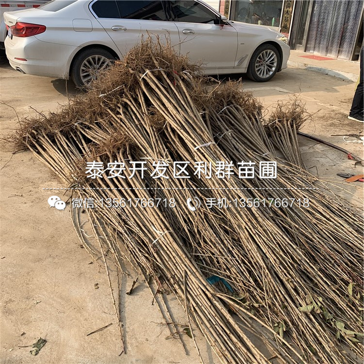 吉塞拉7號、吉塞拉7號批發(fā)基地