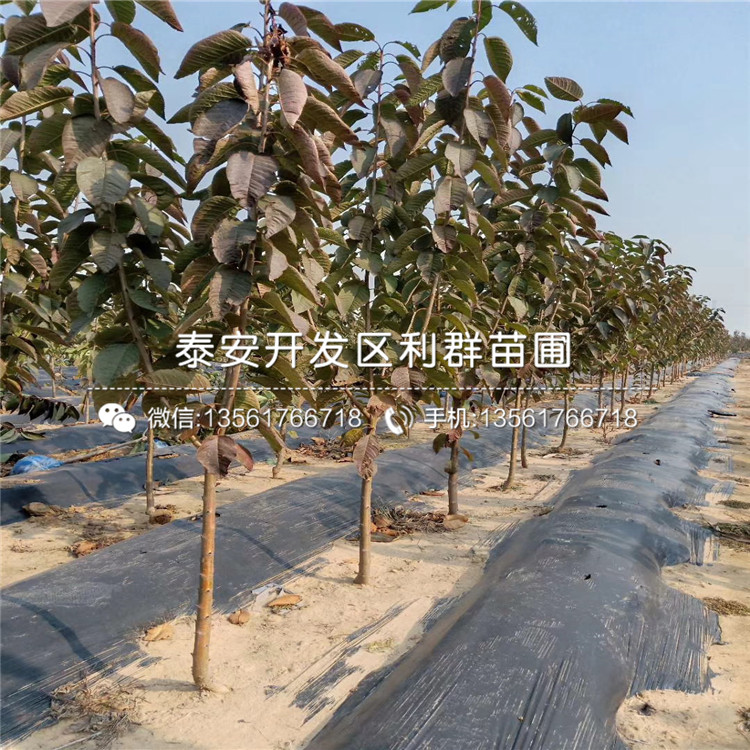 吉塞拉7號(hào)出售基地