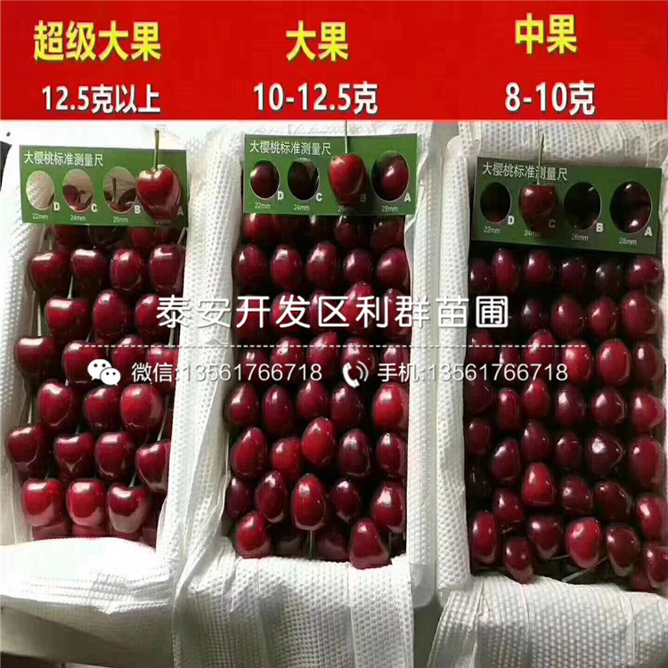 山東蘭丁2號(hào)、山東蘭丁2號(hào)出售