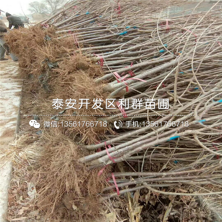吉塞拉6號(hào)出售、吉塞拉6號(hào)基地
