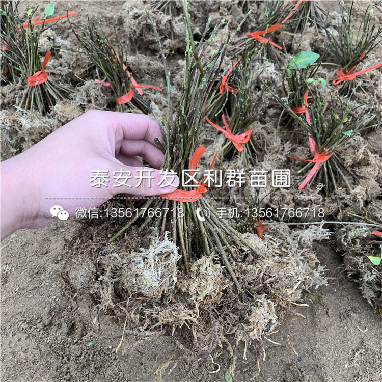 蘭丁2號(hào)出售