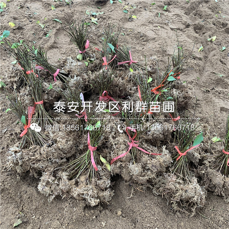 吉塞拉12號(hào)、吉塞拉12號(hào)多少錢一株