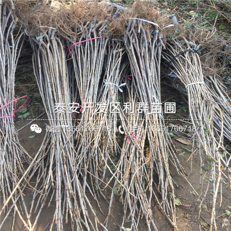 吉塞拉5號、吉塞拉5號出售基地