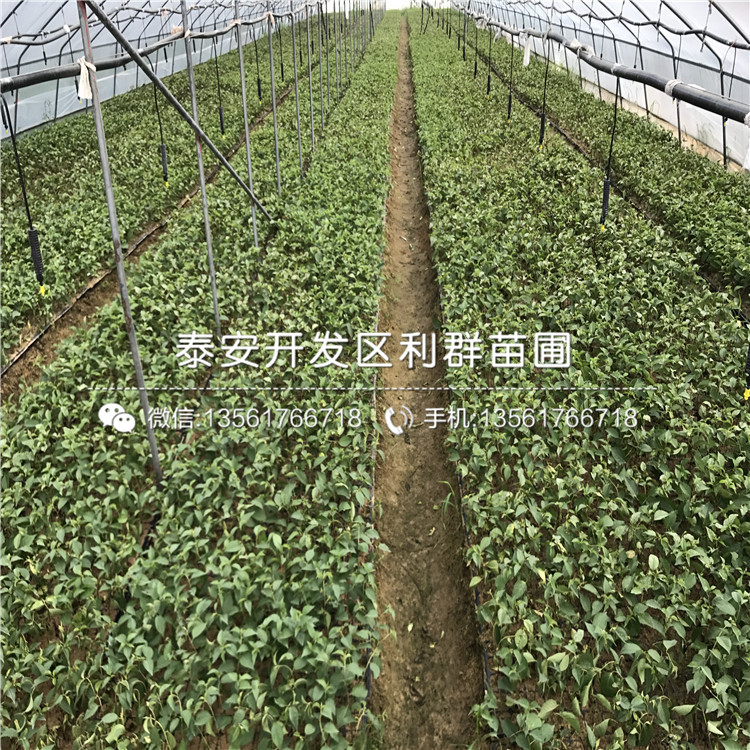 吉塞拉5號(hào)多少錢一棵