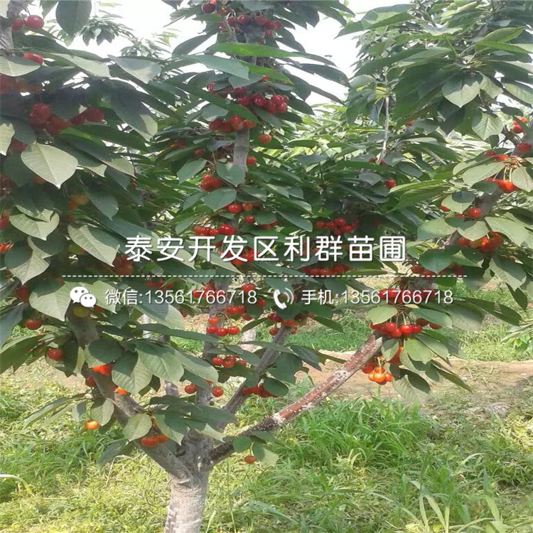 新品種蘭丁2號、蘭丁2號多少錢一棵