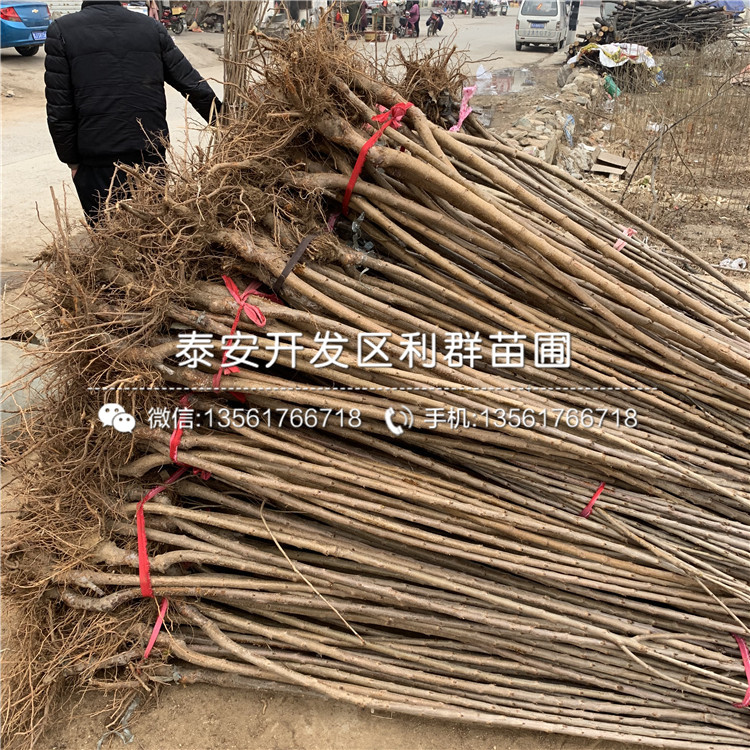 吉塞拉6號(hào)出售、吉塞拉6號(hào)基地