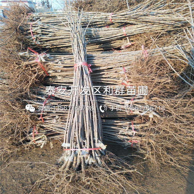 吉塞拉7號出售基地、2019年吉塞拉7號價格