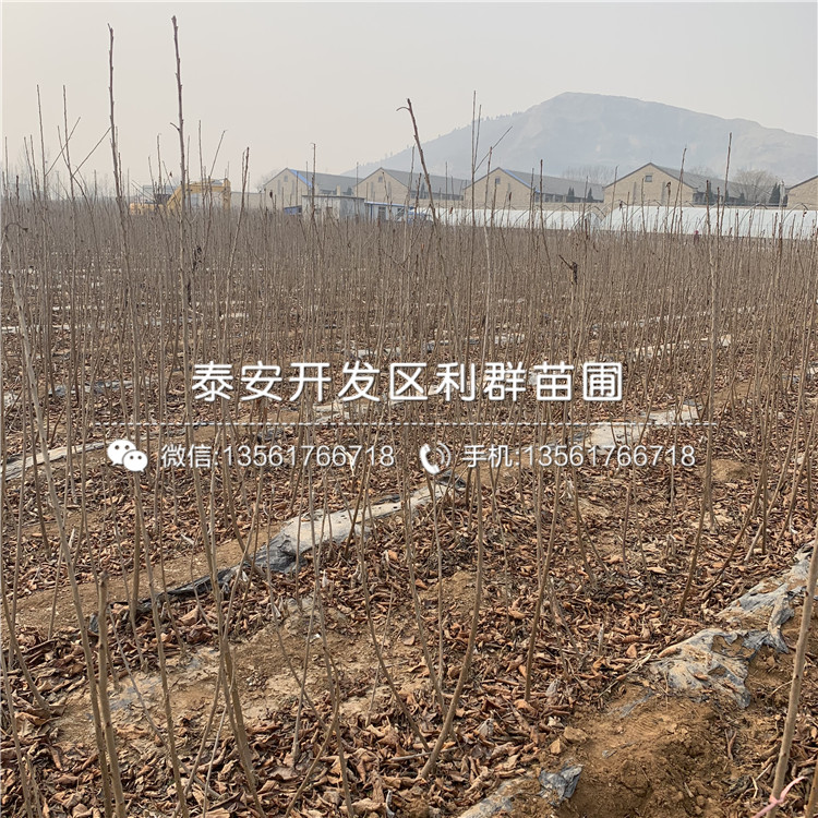 吉塞拉7號(hào)出售基地