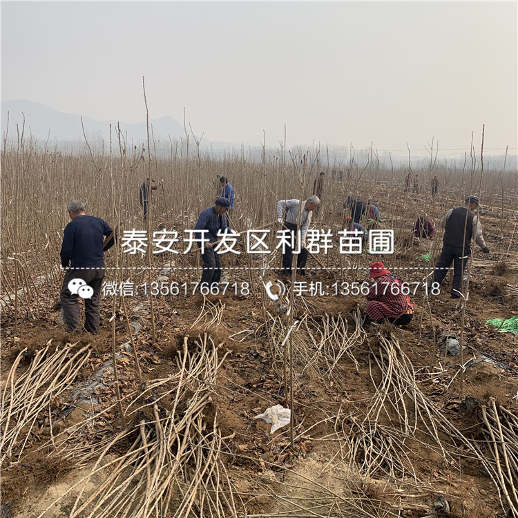吉塞拉7號批發(fā)基地、吉塞拉7號多少錢一棵