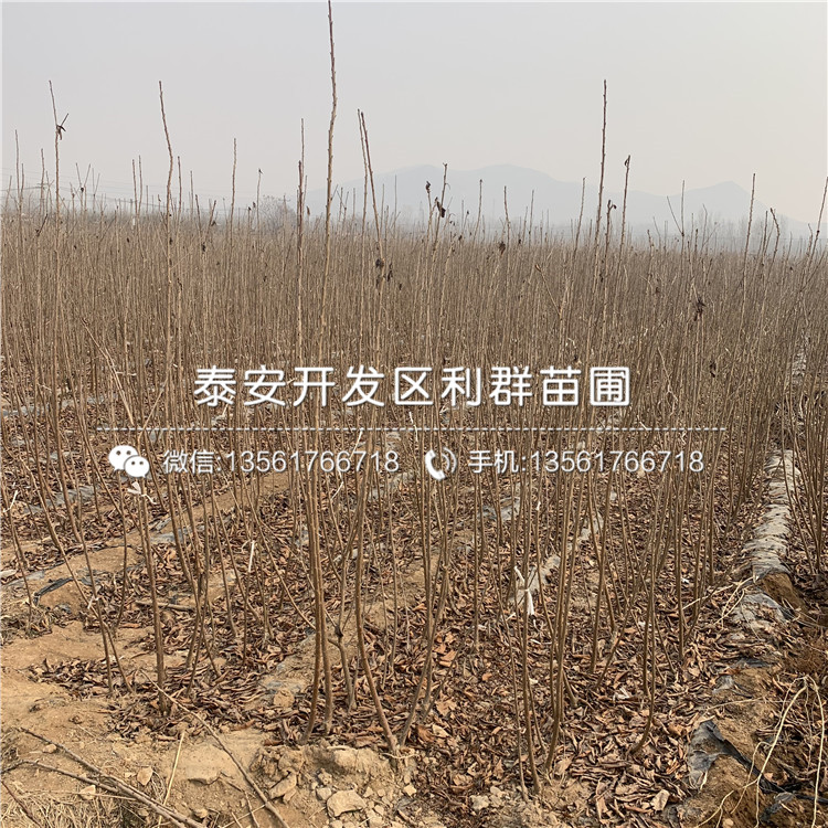 吉塞拉7號批發(fā)、吉塞拉7號基地