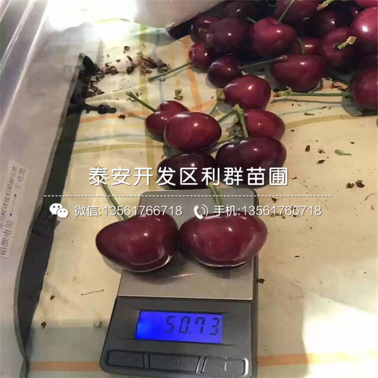 吉塞拉5號、吉塞拉5號出售基地