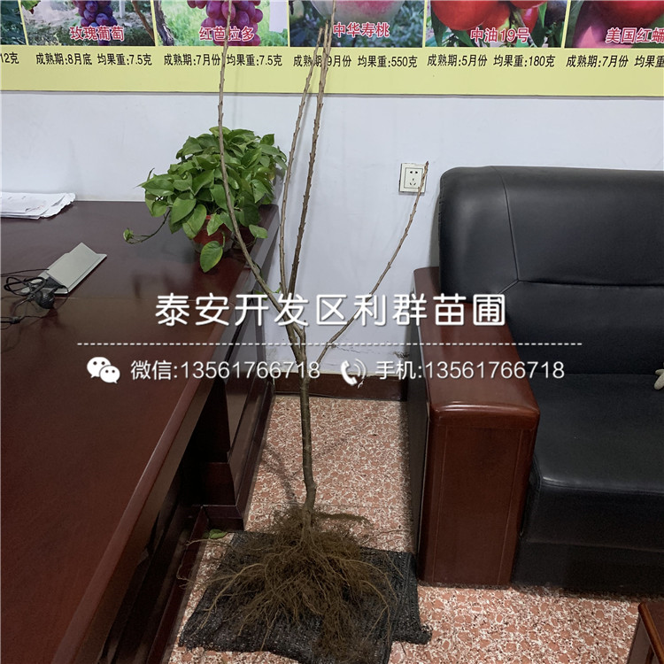 吉塞拉6號品種
