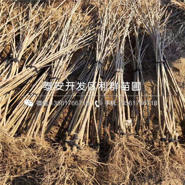 哪里有賣吉塞拉5號、吉塞拉5號多少錢一棵