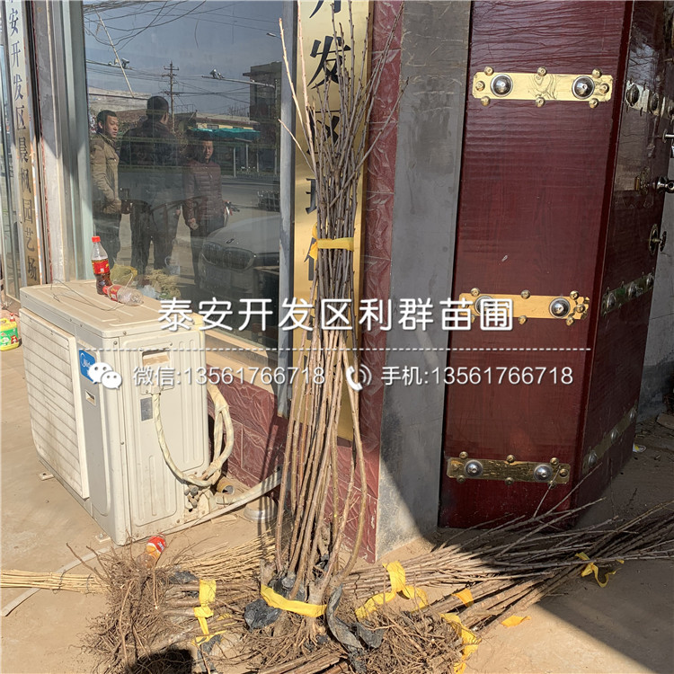 吉塞拉12號(hào)、吉塞拉12號(hào)多少錢一株