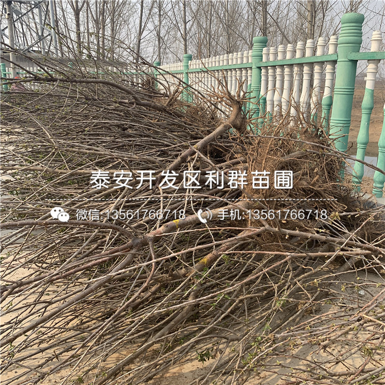 吉塞拉7號(hào)多少錢、吉塞拉7號(hào)多少錢一棵