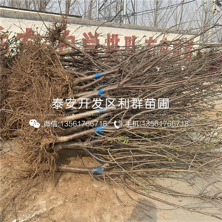 2019年吉塞拉5號價格