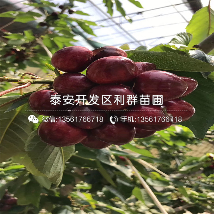 新品種蘭丁2號、蘭丁2號多少錢一棵