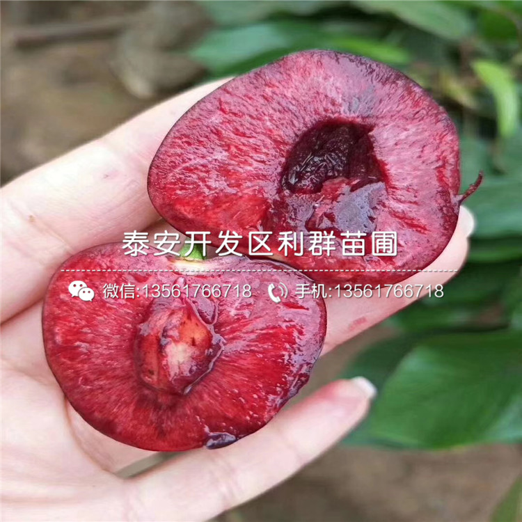 吉塞拉6號品種介紹、吉塞拉6號多少錢一棵