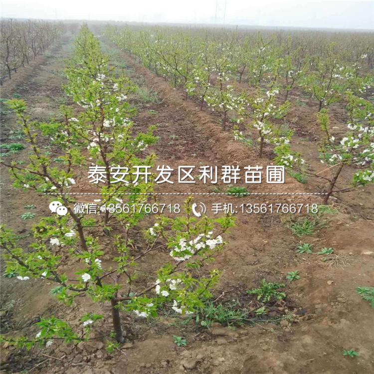 吉塞拉7號(hào)多少錢、吉塞拉7號(hào)多少錢一棵
