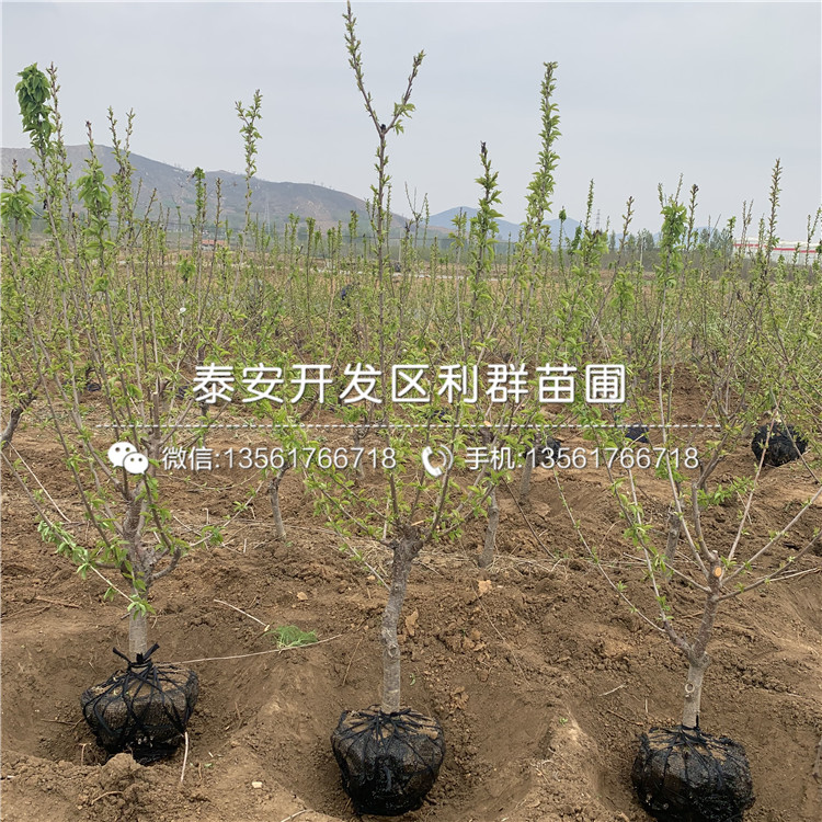 吉塞拉7號(hào)、吉塞拉7號(hào)出售價(jià)格