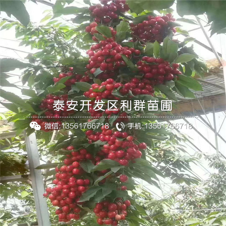 吉塞拉5號(hào)報(bào)價(jià)及價(jià)格