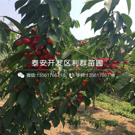 吉塞拉7號、吉塞拉7號批發(fā)基地