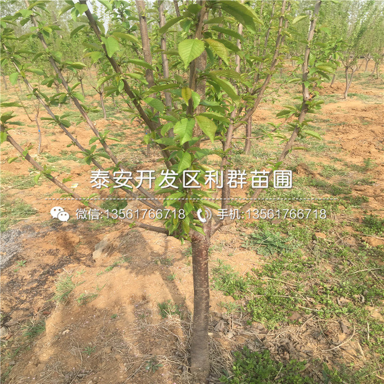 蘭丁2號報價及價格