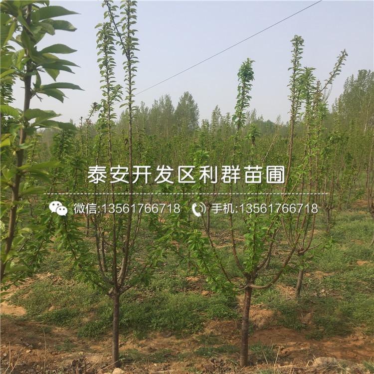 山東蘭丁2號(hào)、山東蘭丁2號(hào)價(jià)格多少