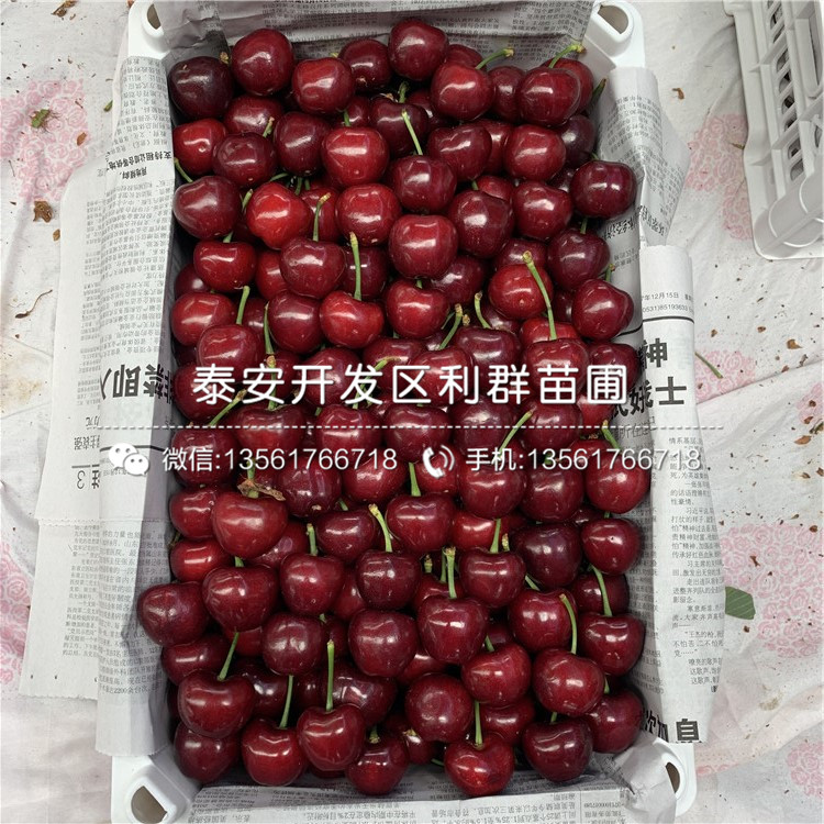 吉塞拉7號(hào)、吉塞拉7號(hào)出售價(jià)格