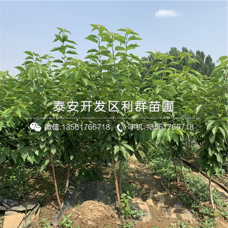 山東蘭丁2號(hào)、山東蘭丁2號(hào)價(jià)格多少