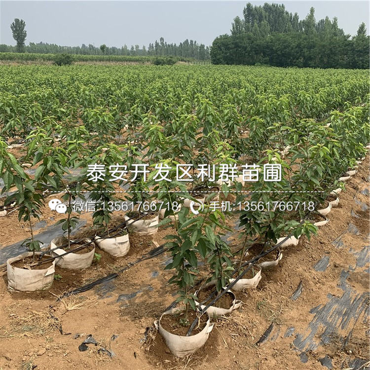 吉塞拉7號(hào)出售基地