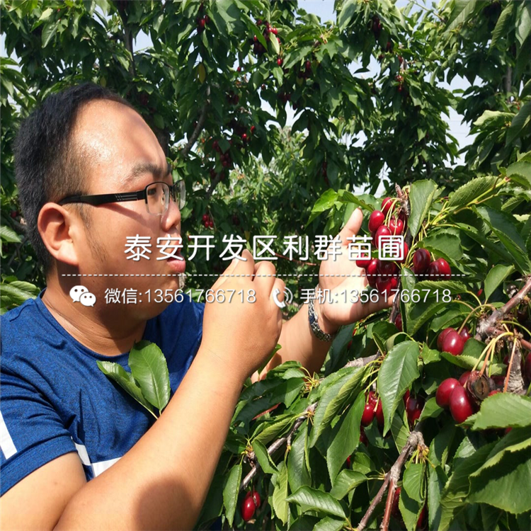 山東吉塞拉6號