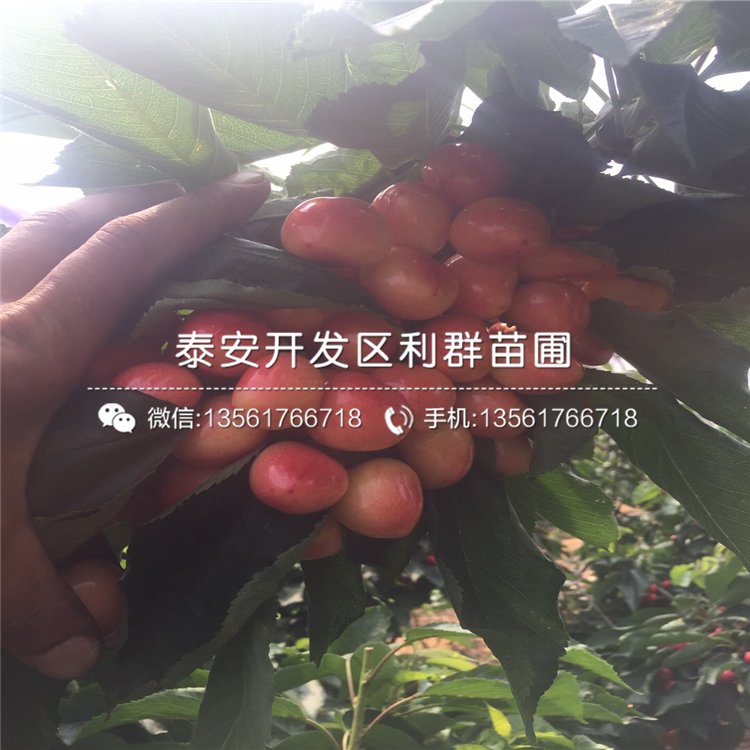 吉塞拉7號(hào)出售基地