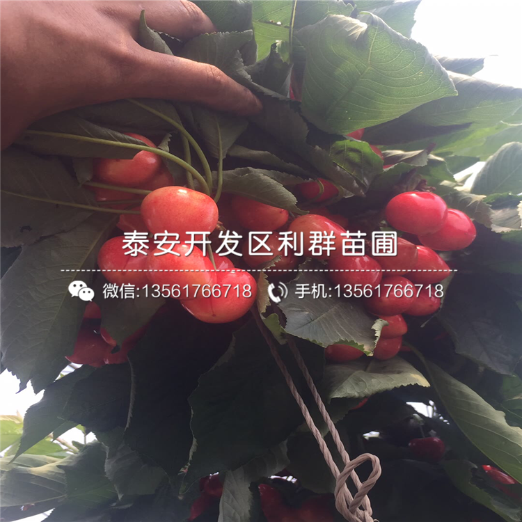 哪里有賣(mài)吉塞拉7號(hào)的、2019年吉塞拉7號(hào)價(jià)格
