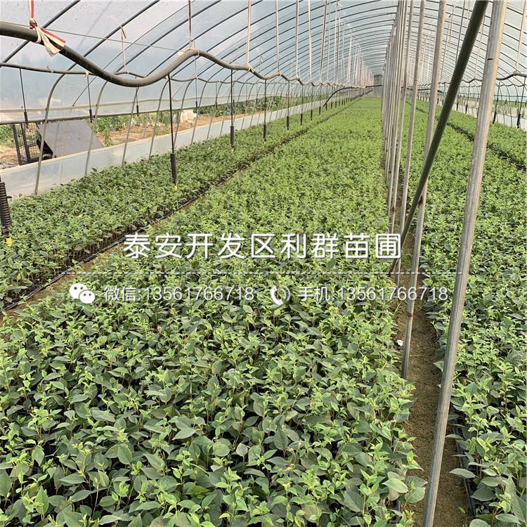 吉塞拉12號新品種、吉塞拉12號多少錢一棵
