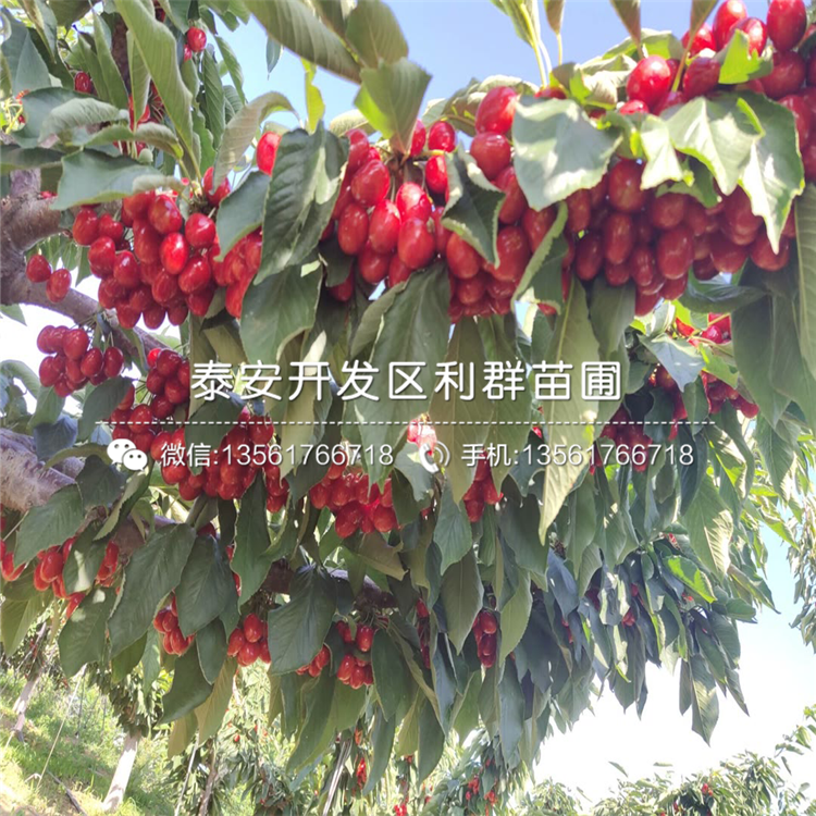 吉塞拉5號(hào)報(bào)價(jià)、2019年吉塞拉5號(hào)價(jià)格