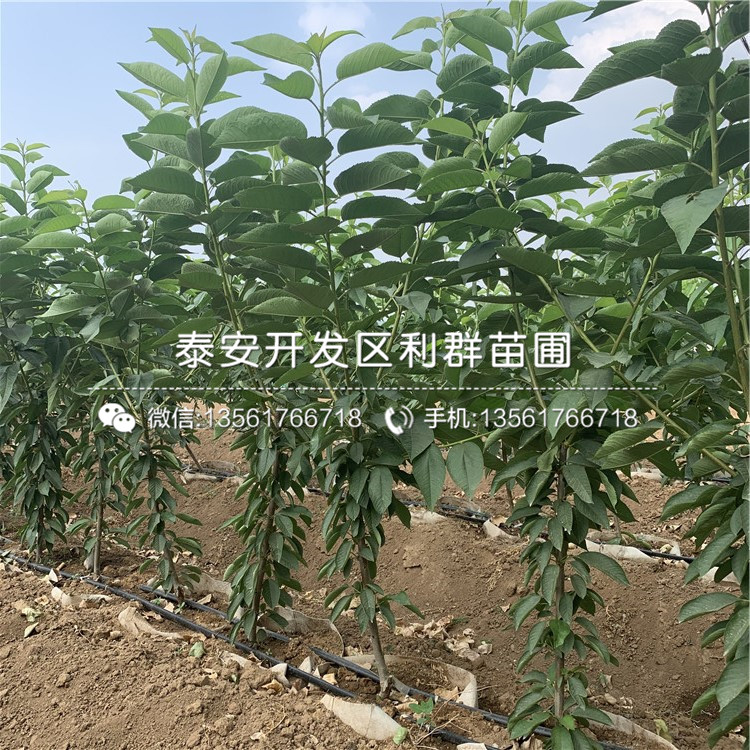 山東蘭丁2號(hào)、山東蘭丁2號(hào)出售