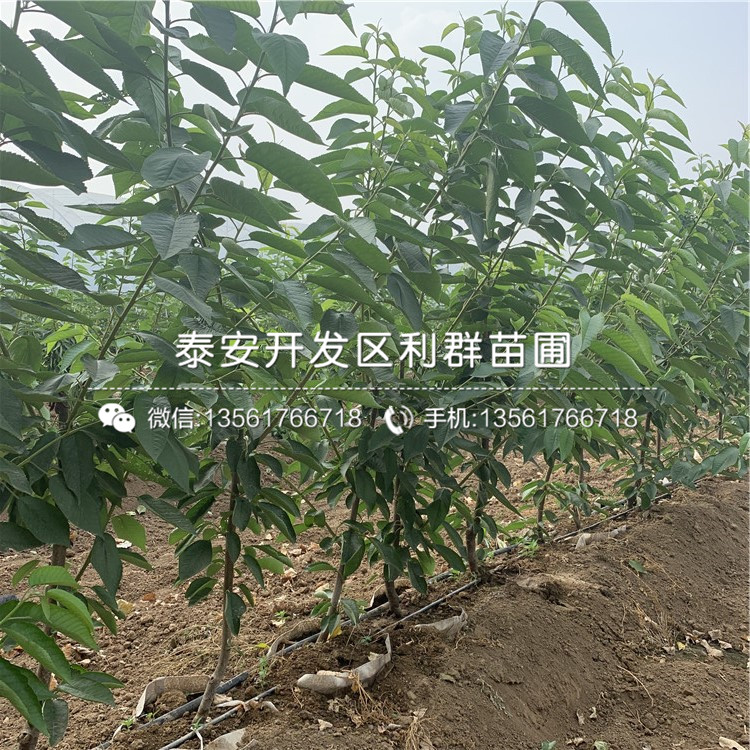 吉塞拉7號(hào)、吉塞拉7號(hào)基地