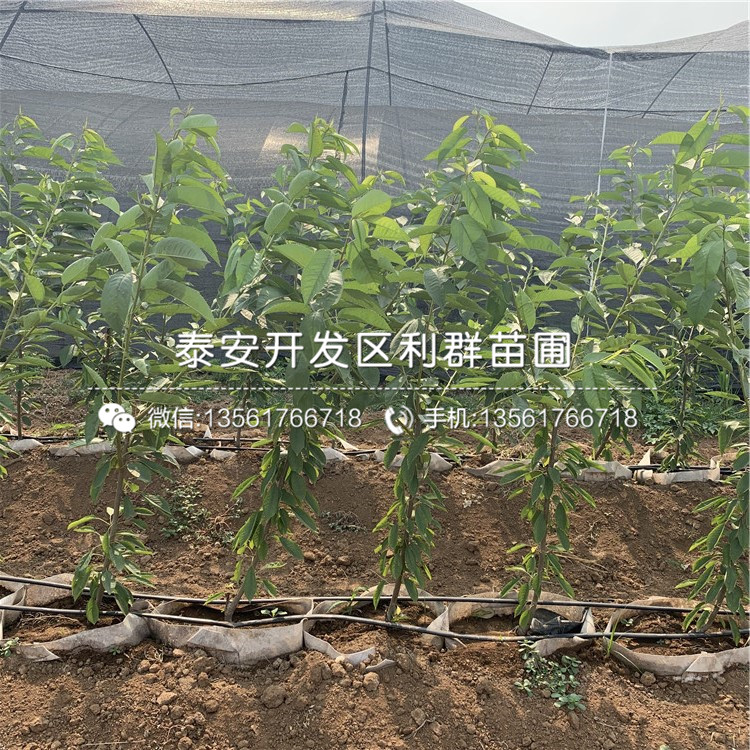 吉塞拉7號(hào)批發(fā)、吉塞拉7號(hào)基地